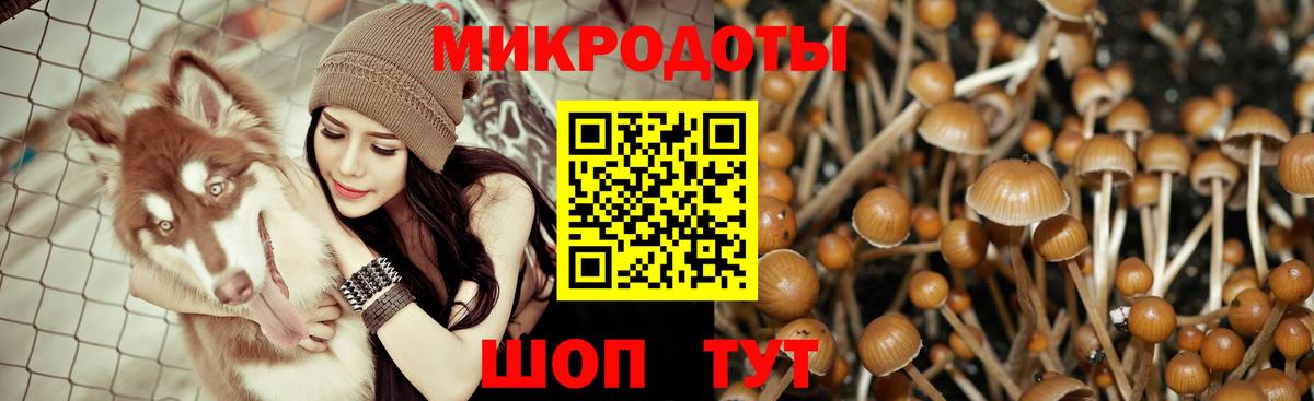Псилоцибиновые грибы Cubensis Тольятти